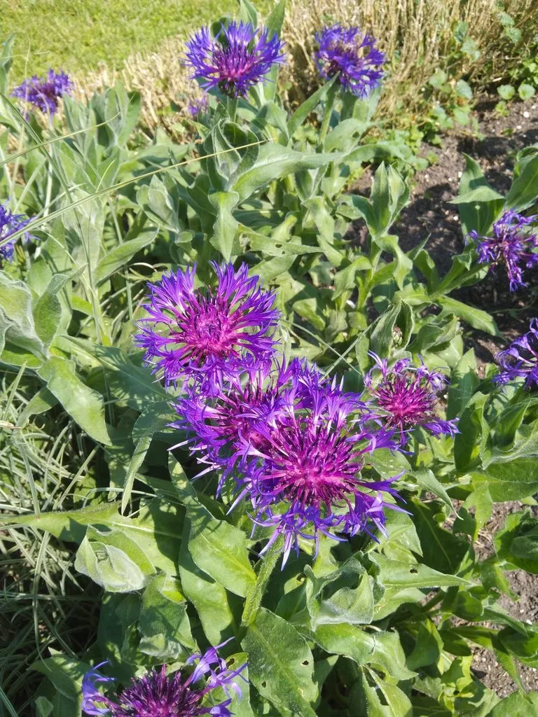 Чайная беседка