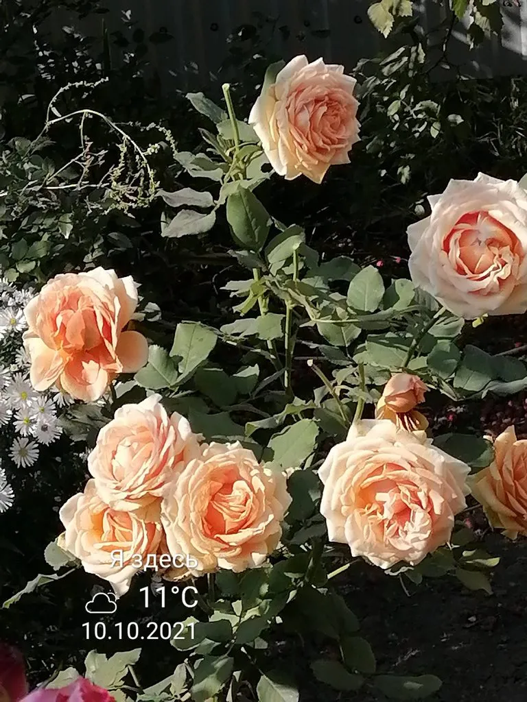 Чайная беседка