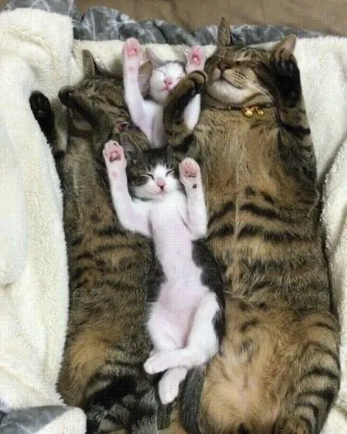 Эти забавные животные