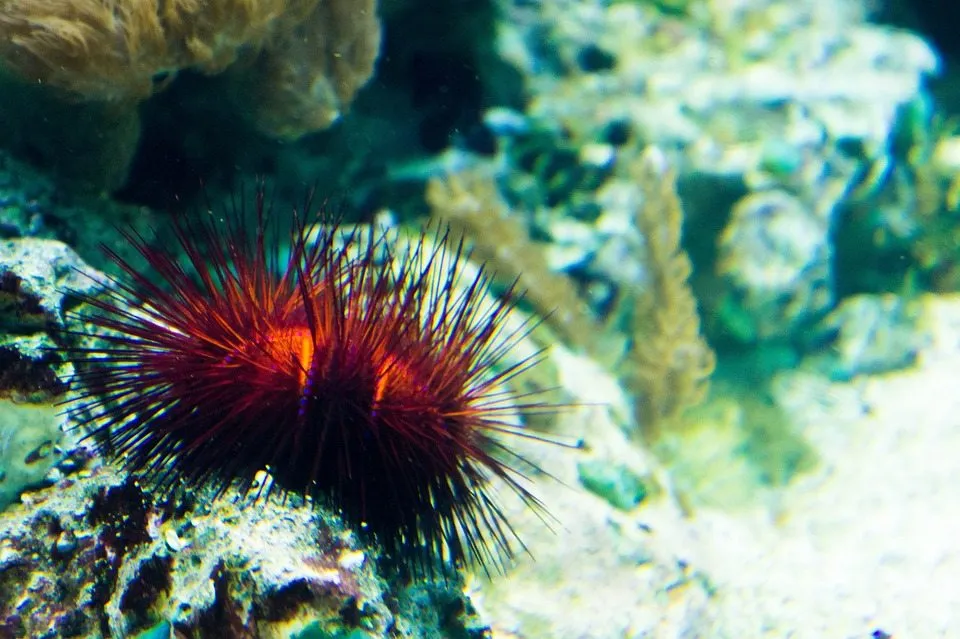 Гибель морских ежей угрожает коралловым рифам Карибского моря