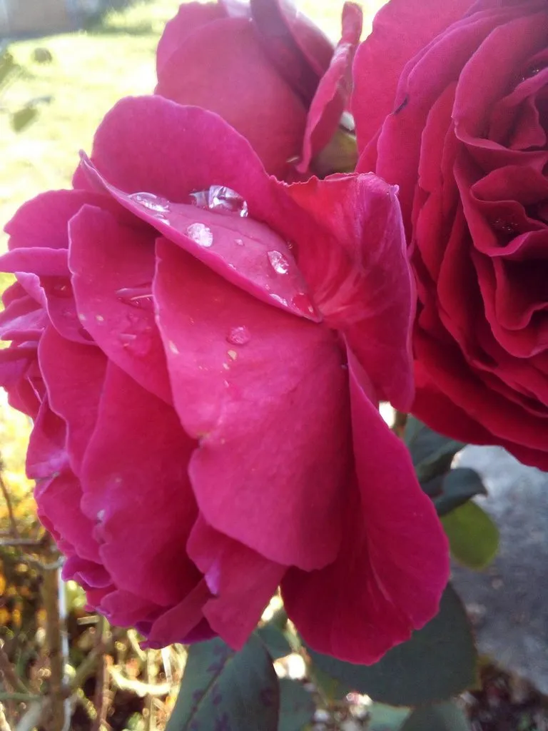 Чайная беседка