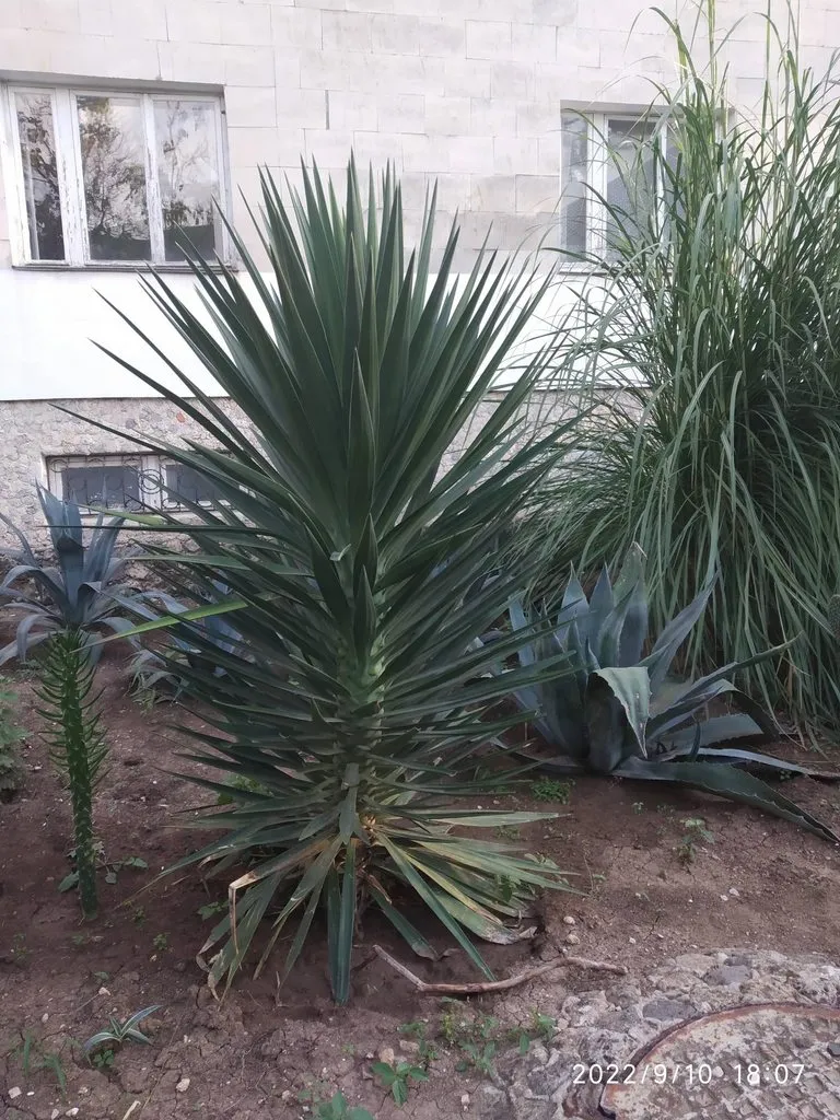 Чайная беседка