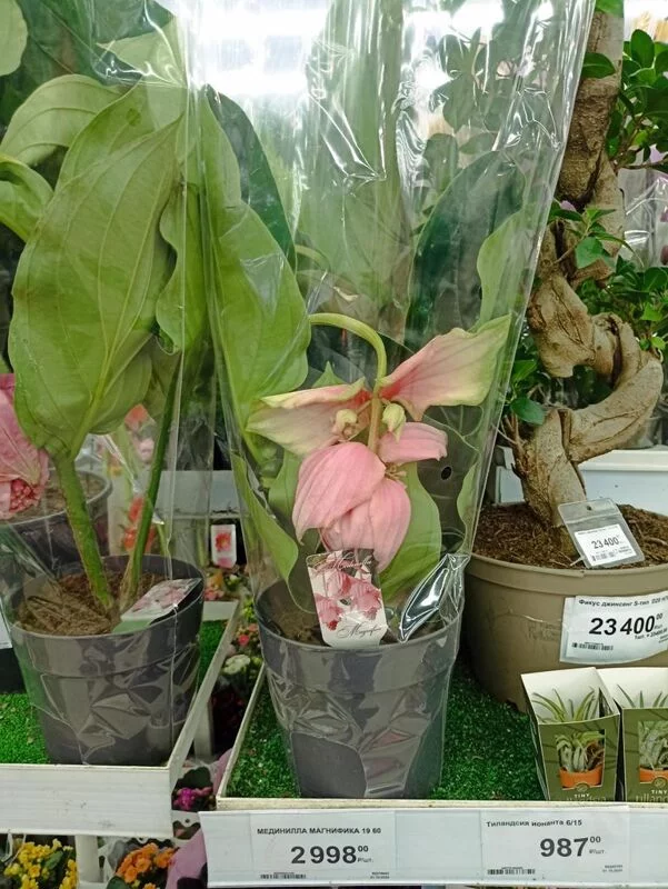 Флора