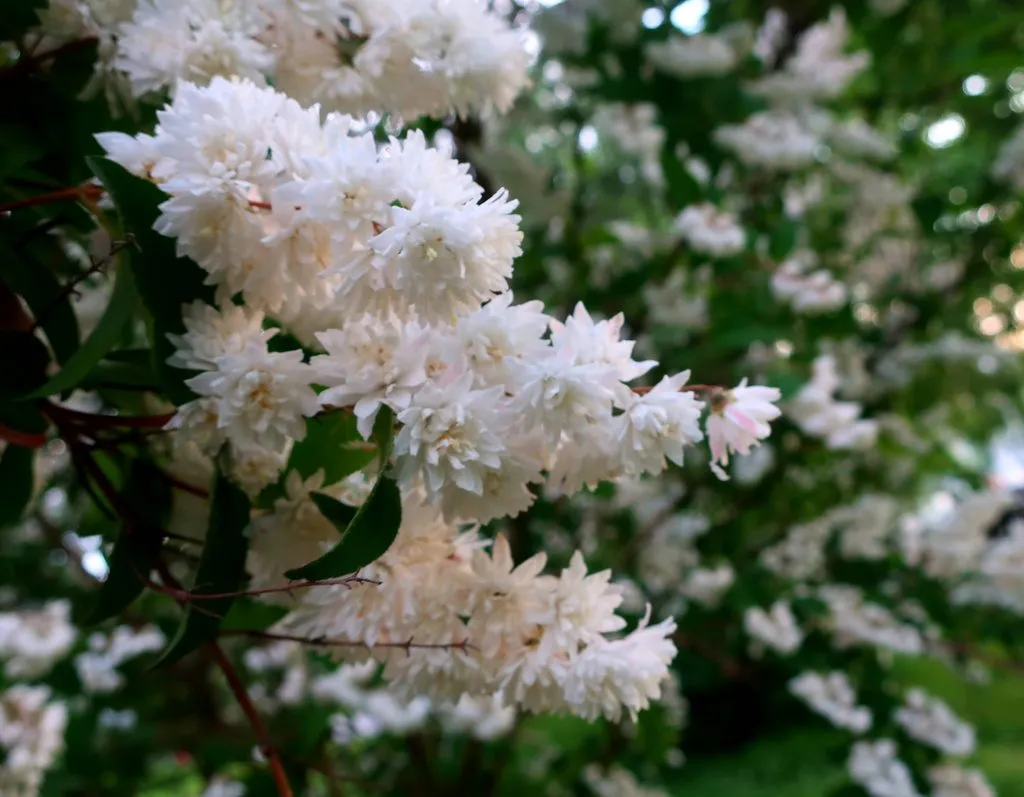 Чайная беседка