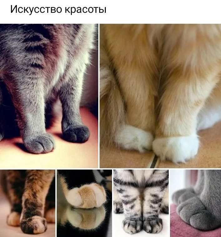 Кошичкина полиция