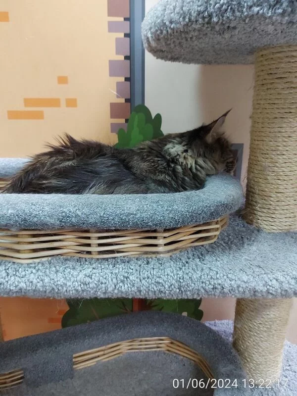 Чайная беседка