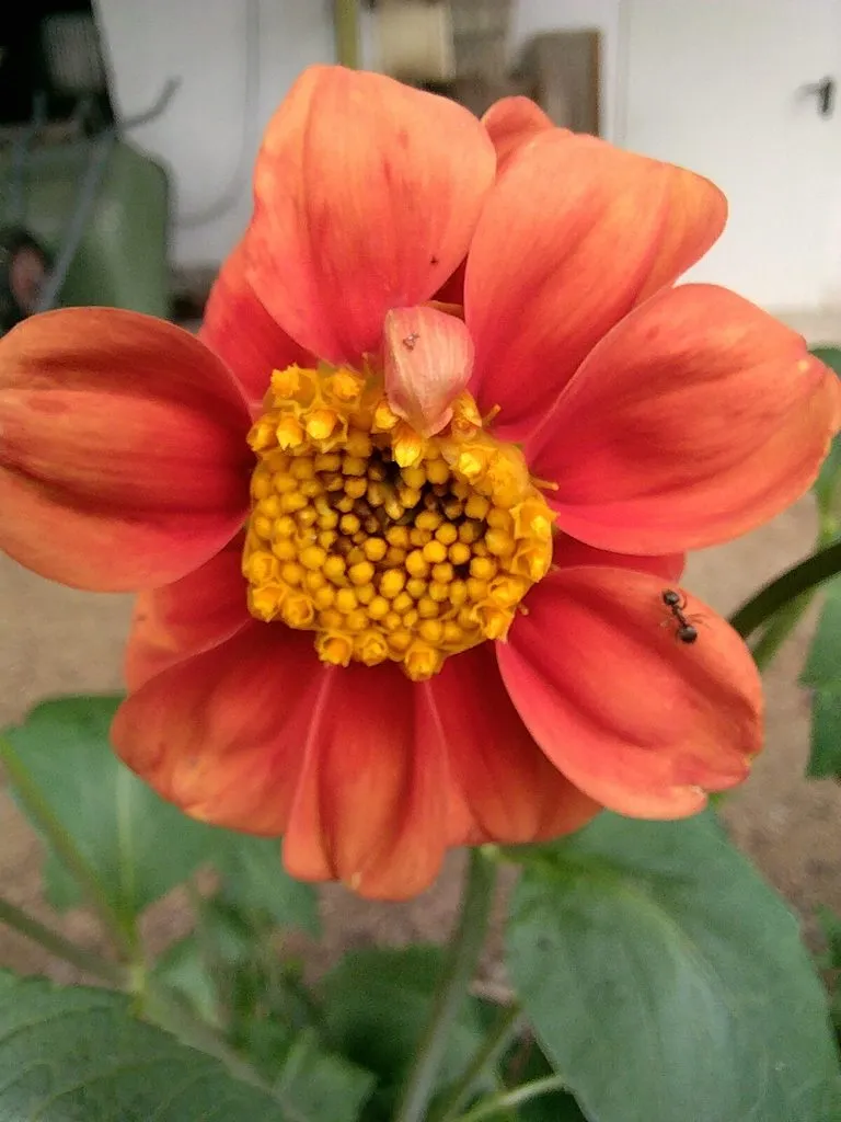 Чайная беседка