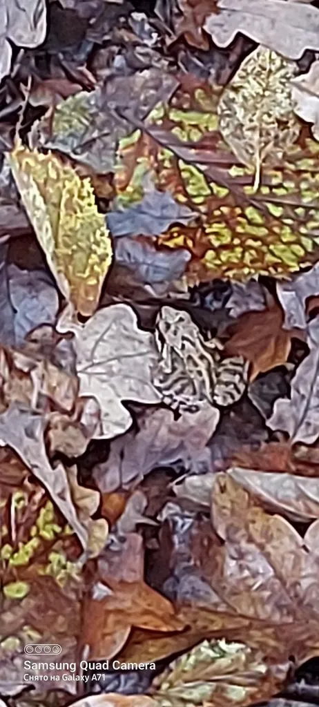 Чайная беседка