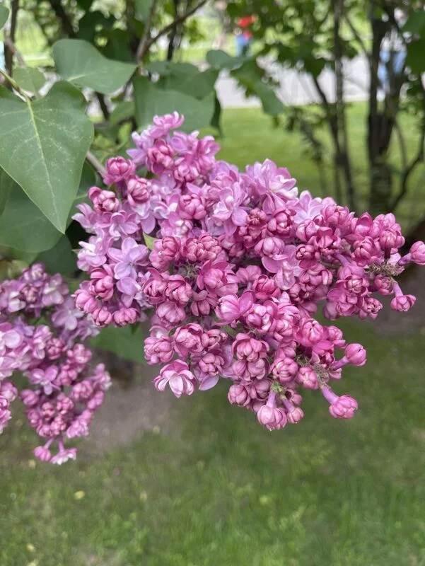 Чайная беседка