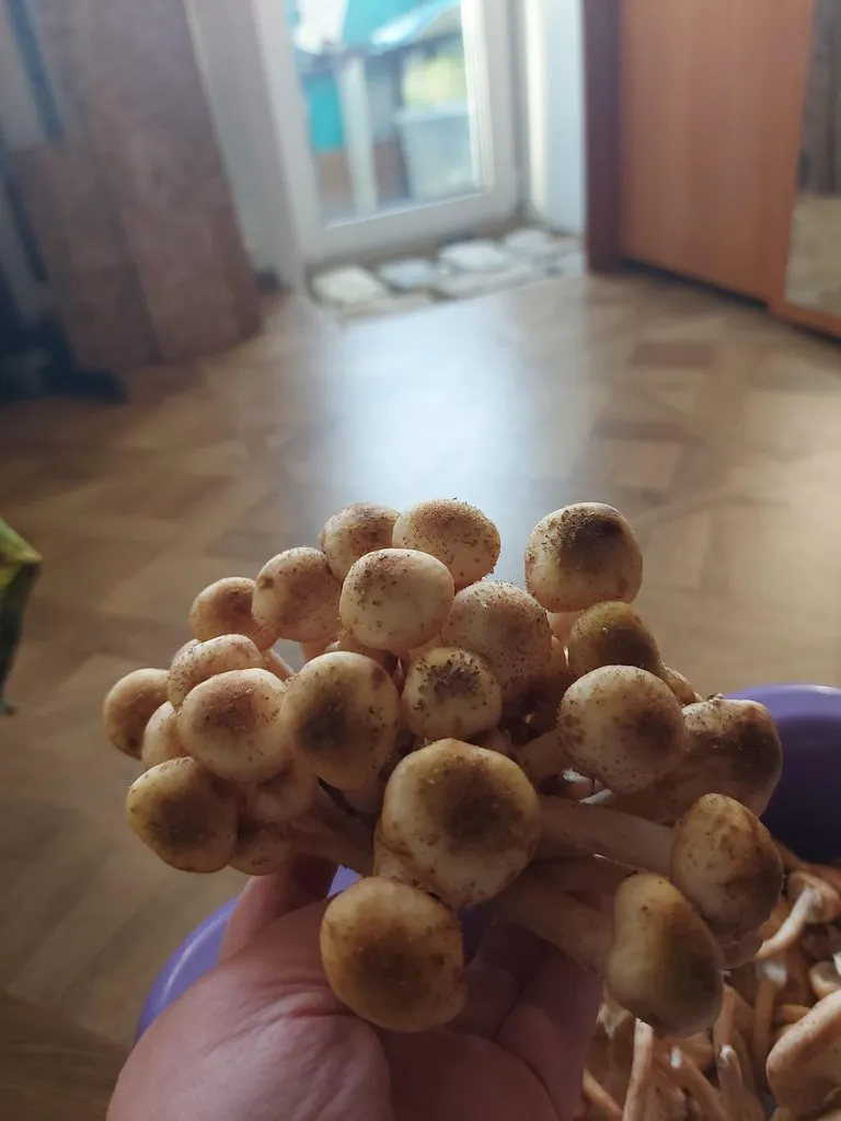 Tapтaлeтки & Ко