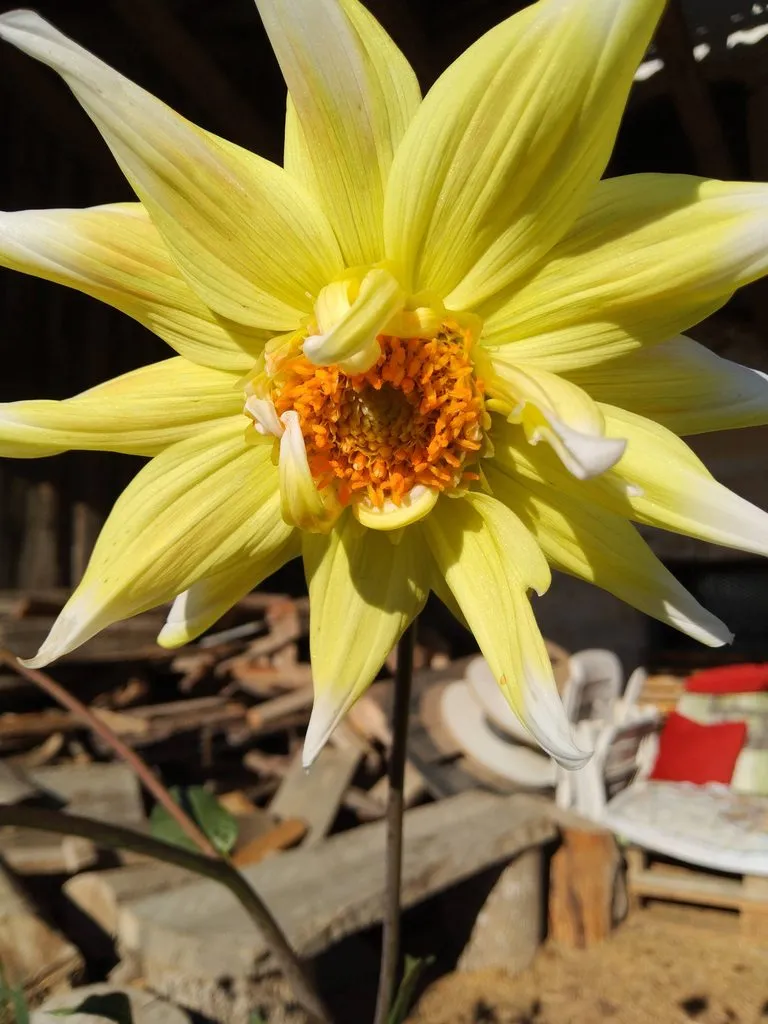 Чайная беседка