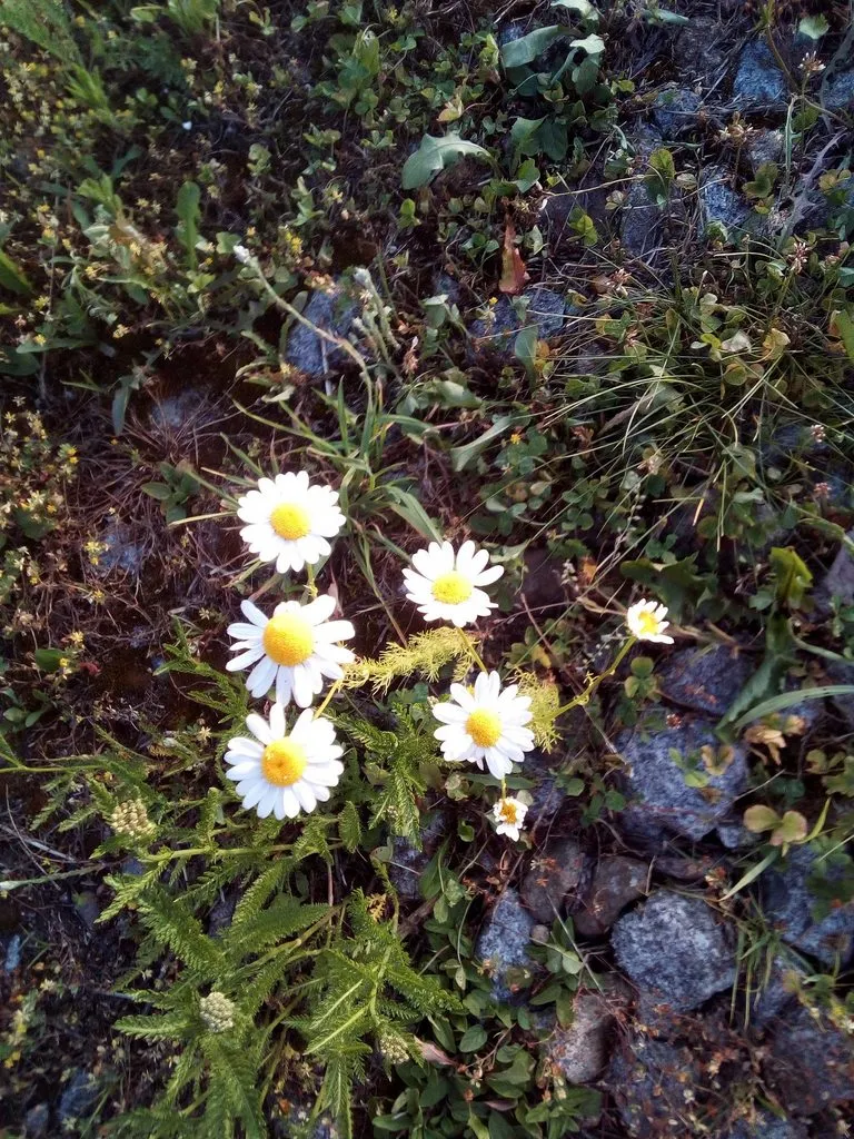 Чайная беседка