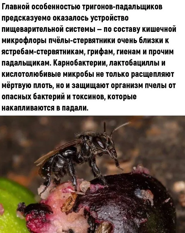 Пчёлки очень любят мёд