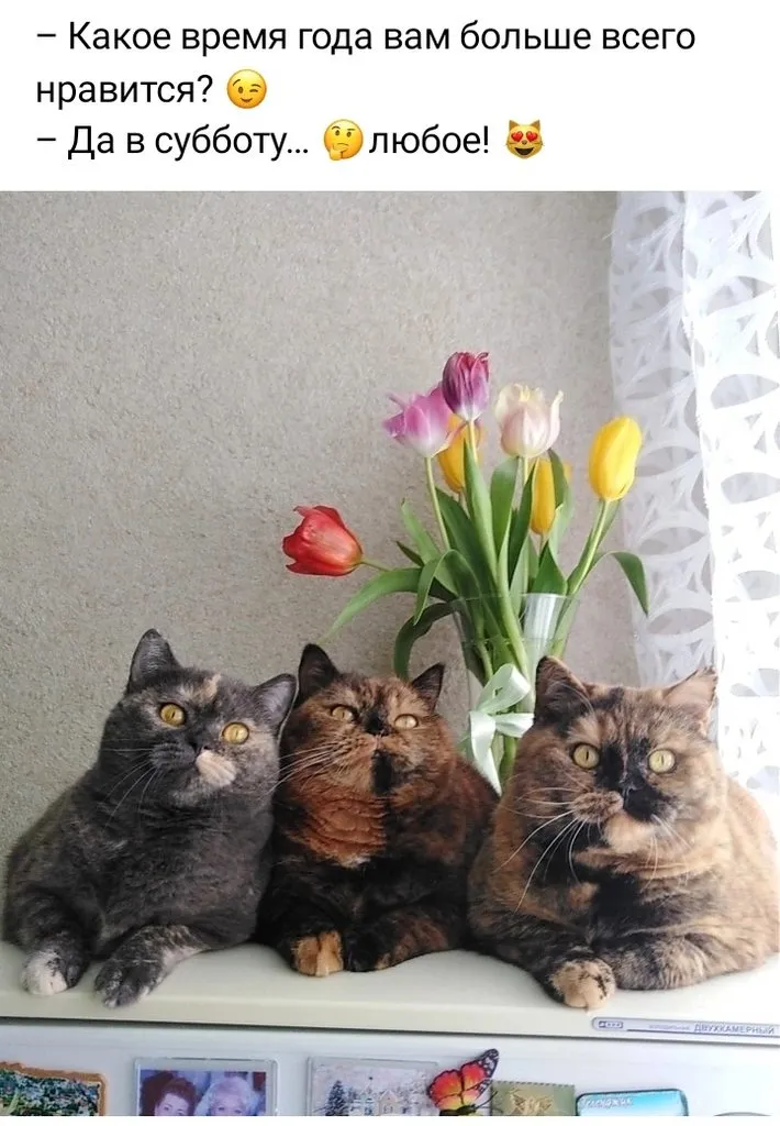 Кошичкина полиция