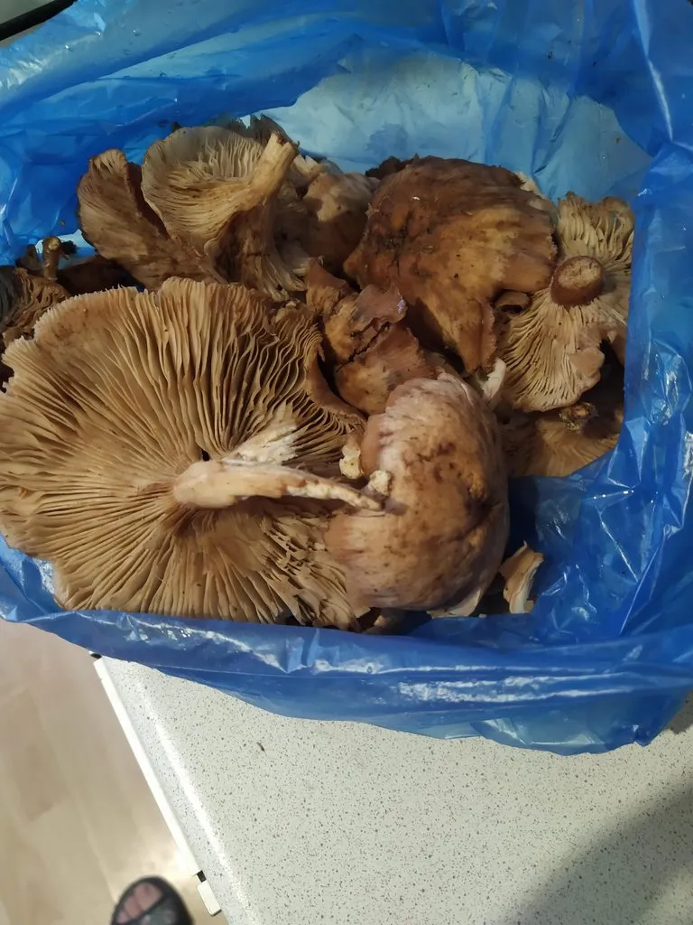 По грибы с лукошком