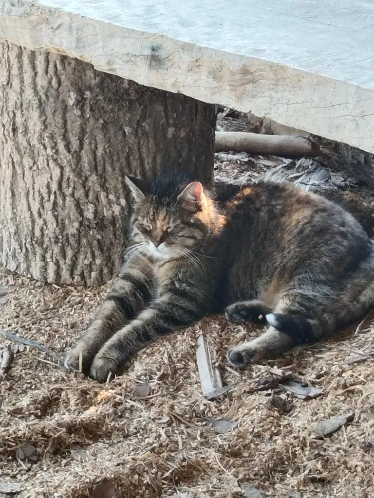 Чайная беседка