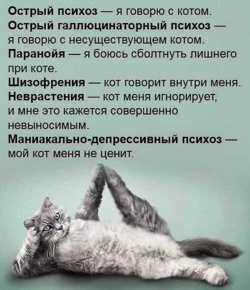 Кто сказал "Мяу"?
