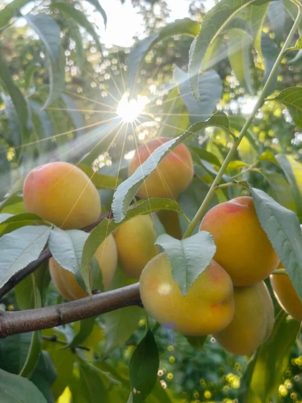 Чайная беседка