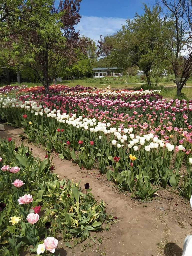 Чайная беседка