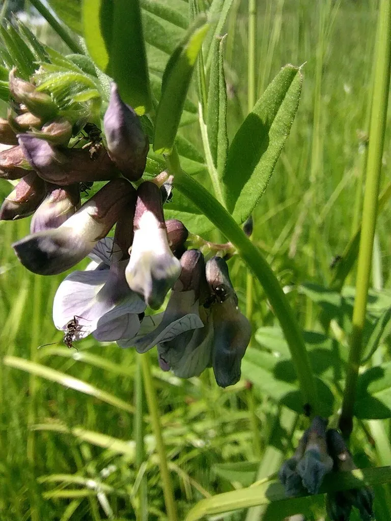 Чайная беседка