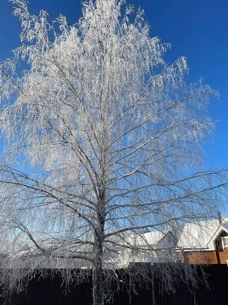 Чайная беседка