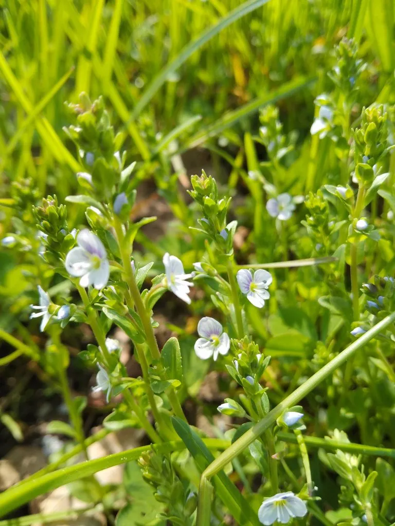 Чайная беседка