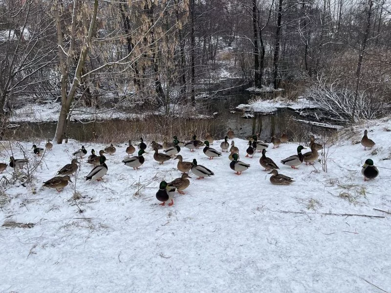 Чайная беседка