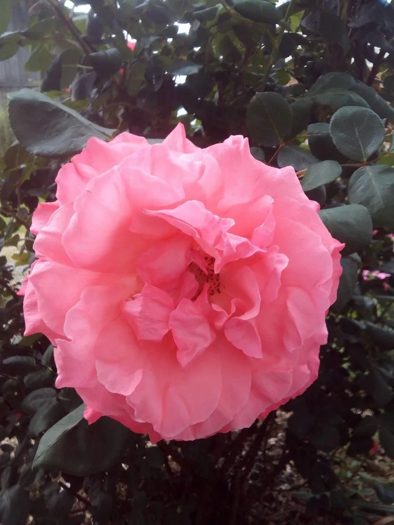 Чайная беседка