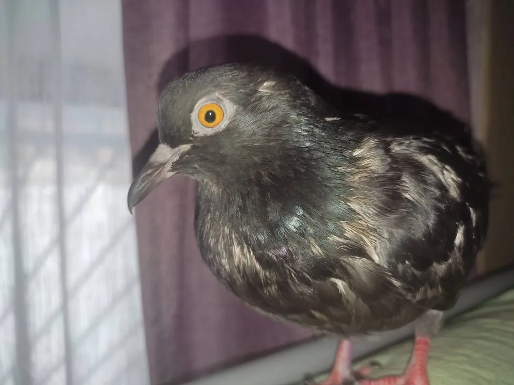 Чайная беседка