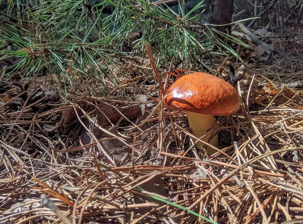 По грибы с лукошком