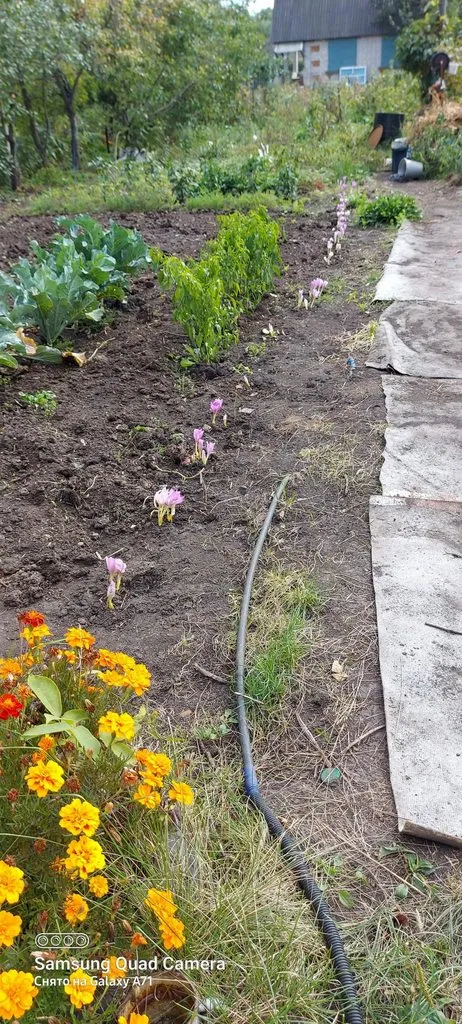 Чайная беседка