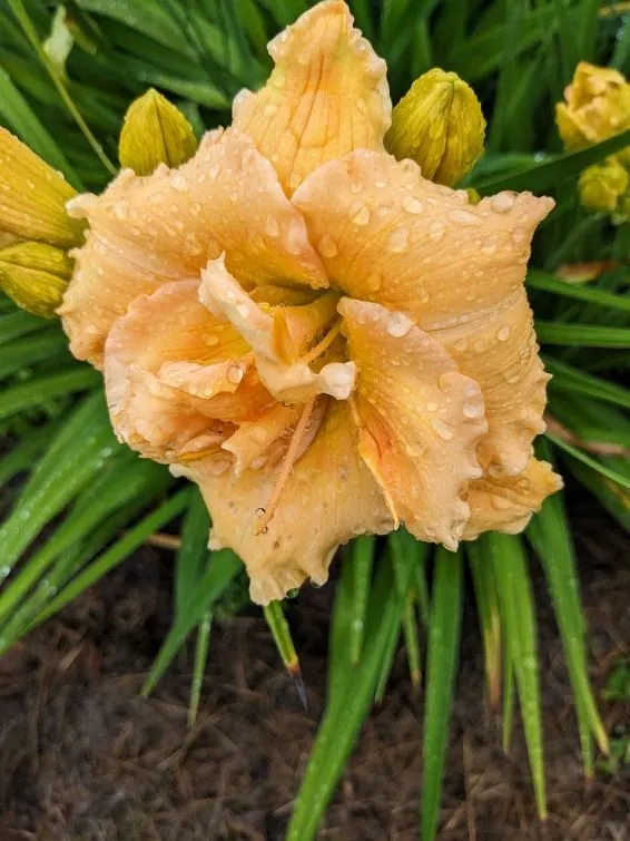Флора