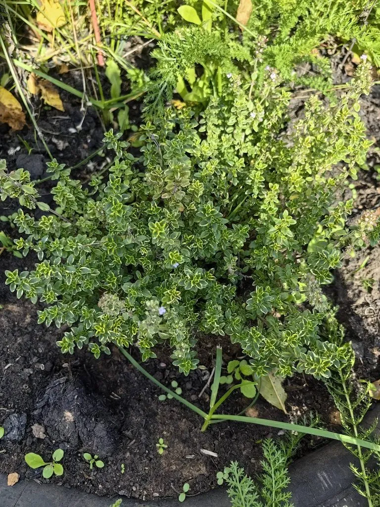 Чайная беседка