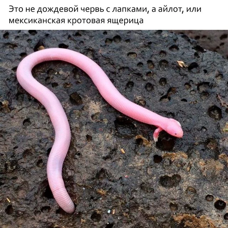 Это интересно!