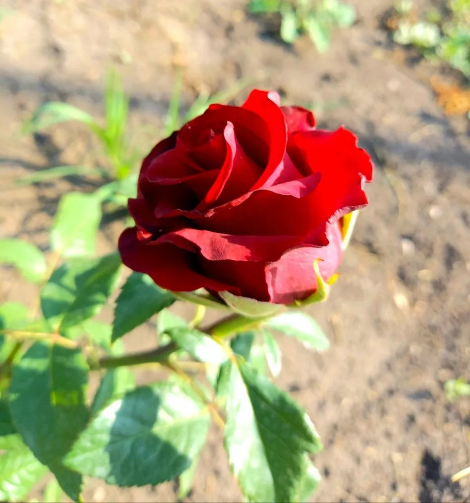 Флора