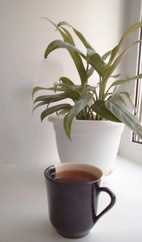 Чайная беседка