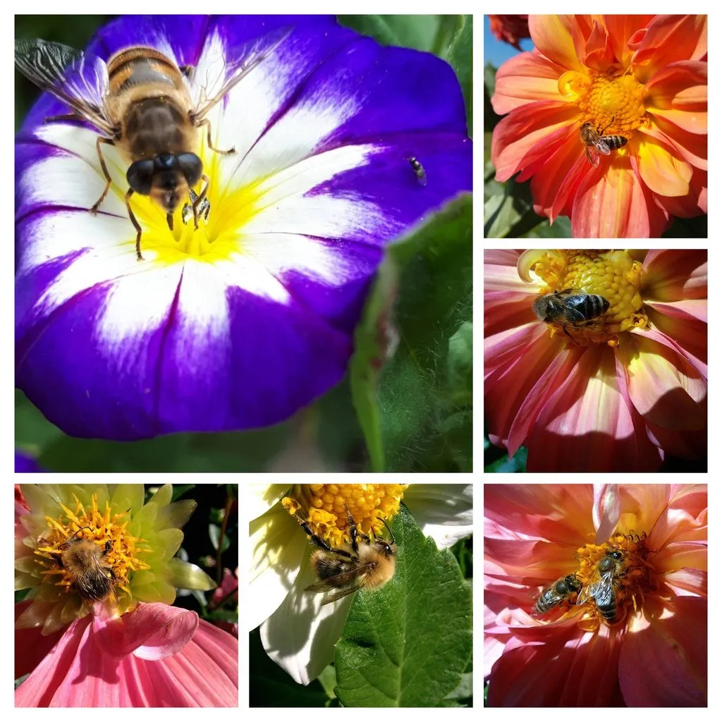 Чайная беседка