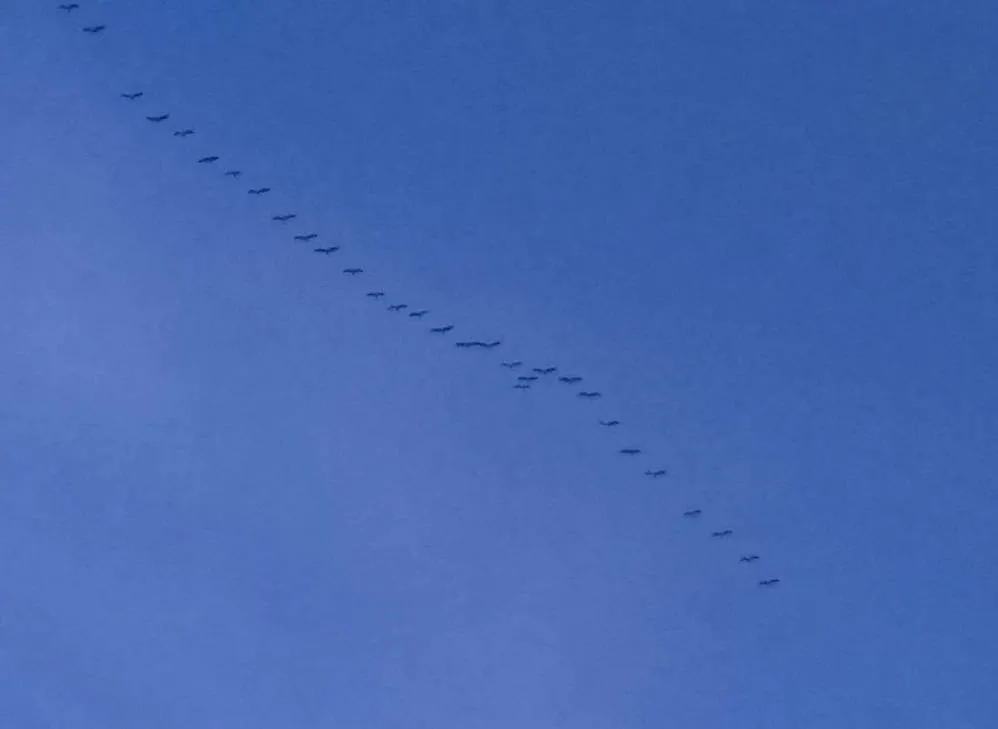 Чайная беседка