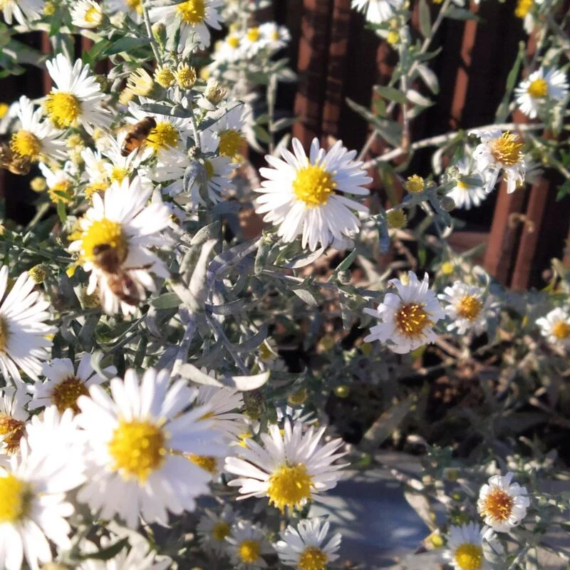 Чайная беседка