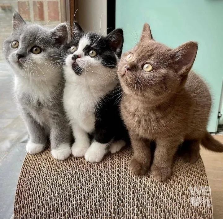 Кошичкина полиция