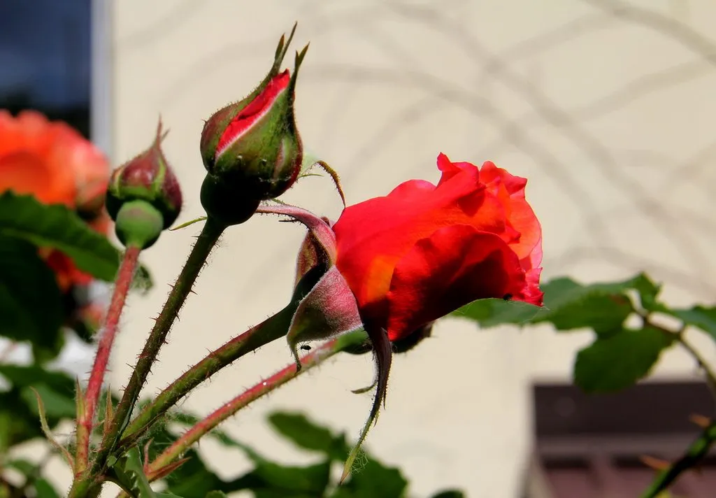 Чайная беседка