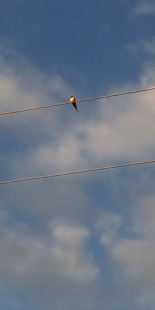 Чайная беседка