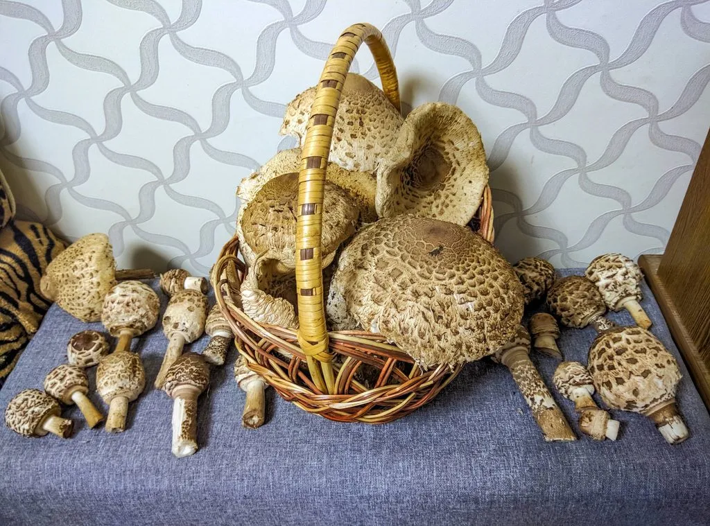 По грибы с лукошком