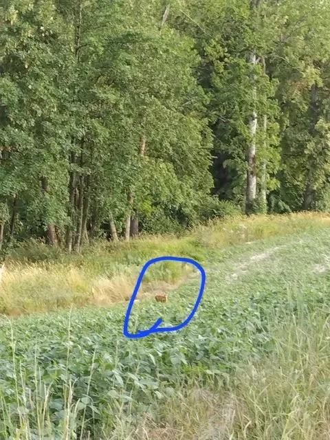 Чайная беседка