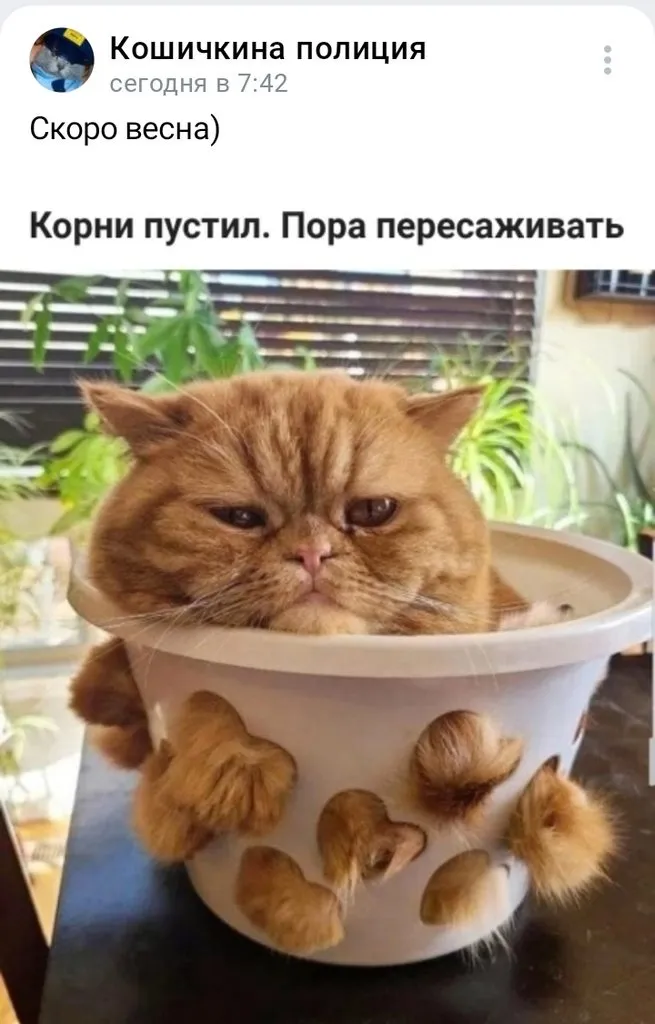 Кошичкина полиция
