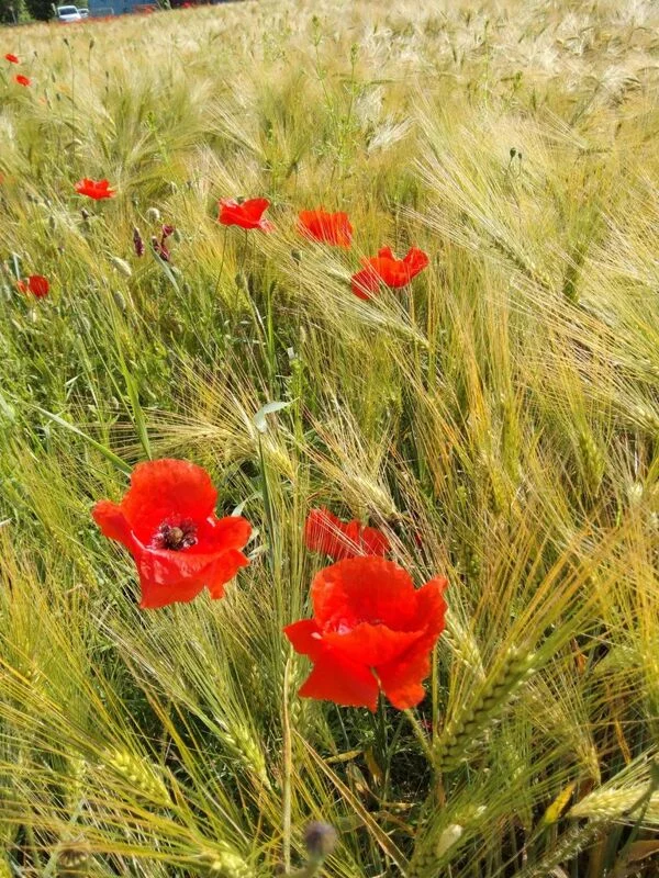 Чайная беседка