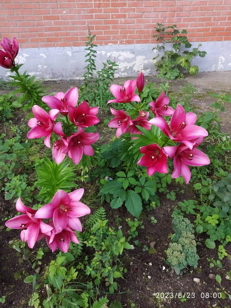 Чайная беседка