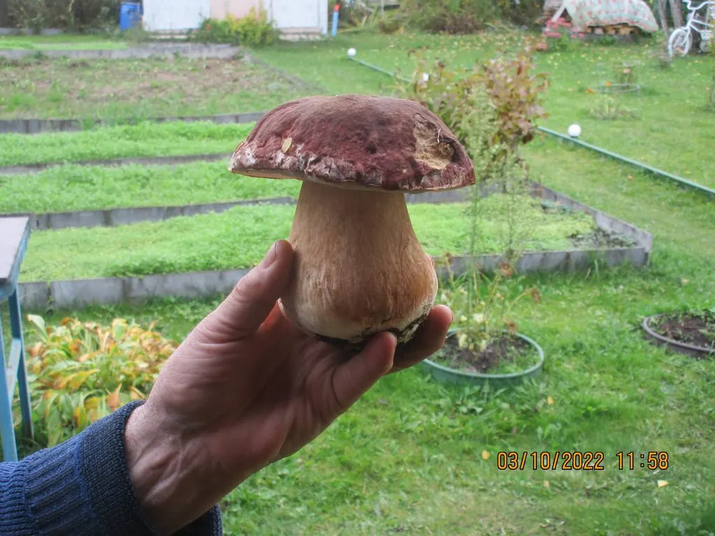 По грибы с лукошком