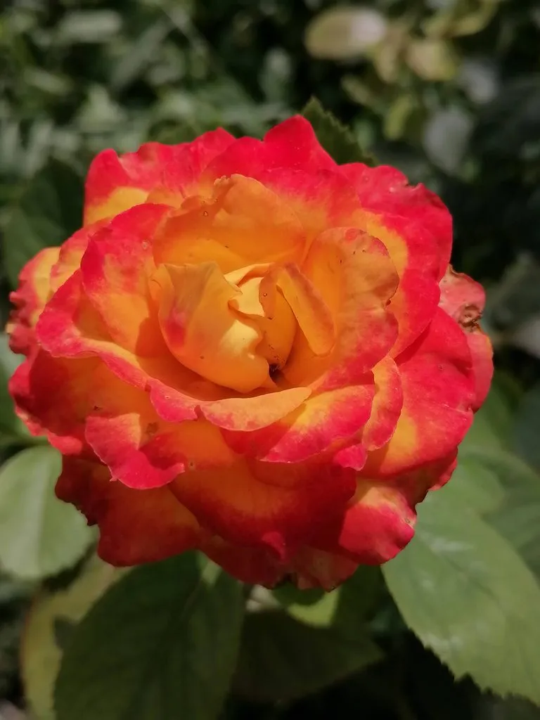 Чайная беседка