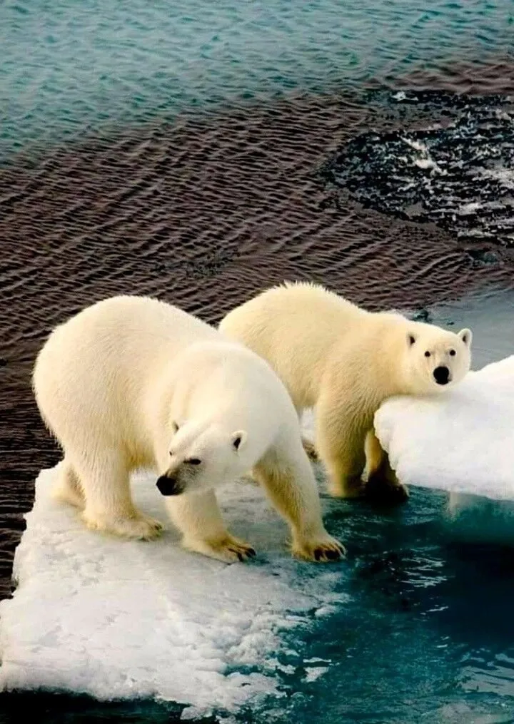 Эти забавные животные